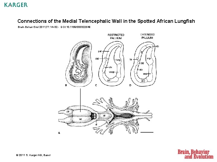 Connections of the Medial Telencephalic Wall in the Spotted African Lungfish Brain Behav Evol