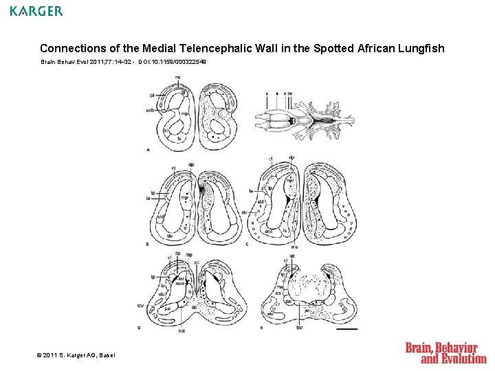 Connections of the Medial Telencephalic Wall in the Spotted African Lungfish Brain Behav Evol