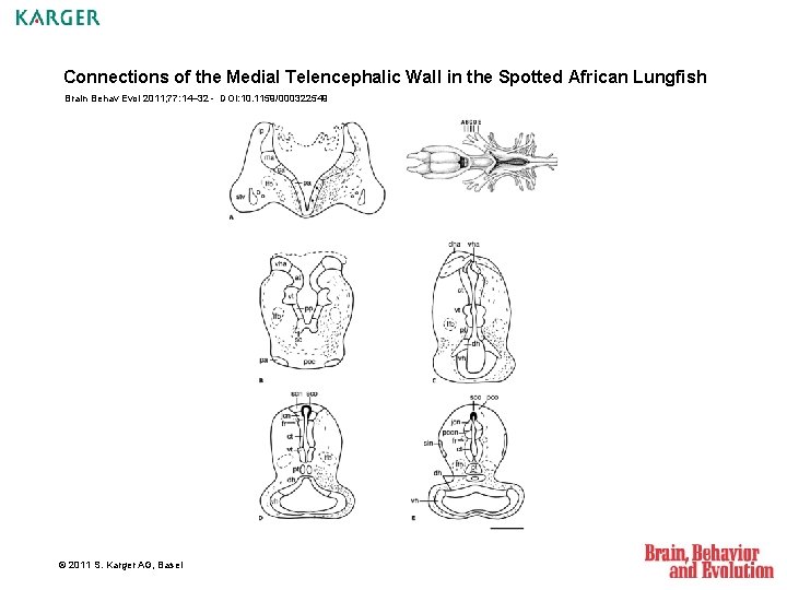 Connections of the Medial Telencephalic Wall in the Spotted African Lungfish Brain Behav Evol