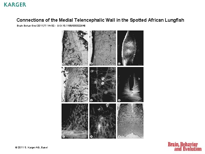 Connections of the Medial Telencephalic Wall in the Spotted African Lungfish Brain Behav Evol