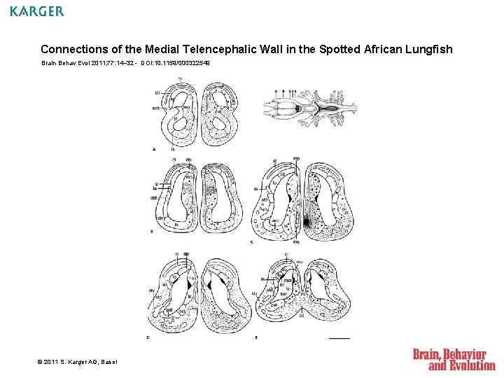 Connections of the Medial Telencephalic Wall in the Spotted African Lungfish Brain Behav Evol