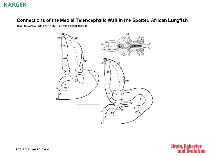 Connections of the Medial Telencephalic Wall in the Spotted African Lungfish Brain Behav Evol