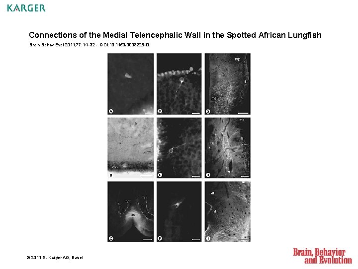 Connections of the Medial Telencephalic Wall in the Spotted African Lungfish Brain Behav Evol