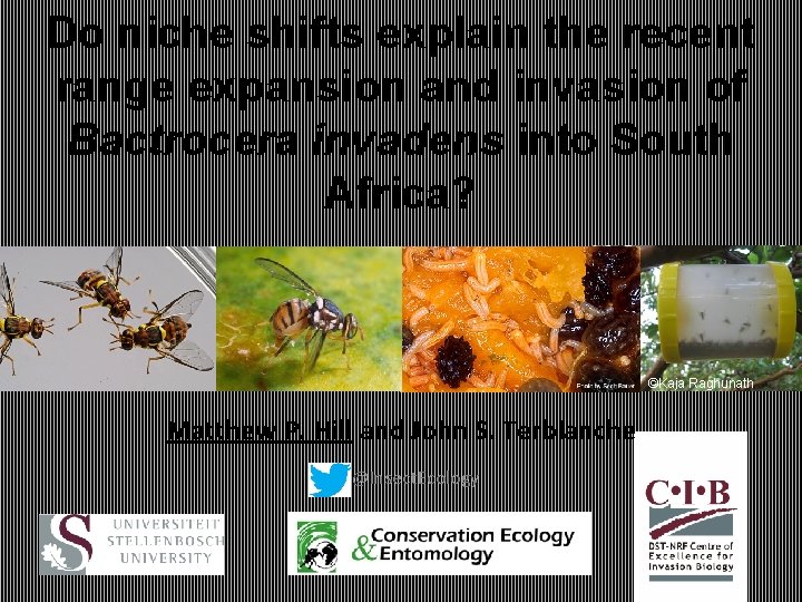 Do niche shifts explain the recent range expansion and invasion of Bactrocera invadens into