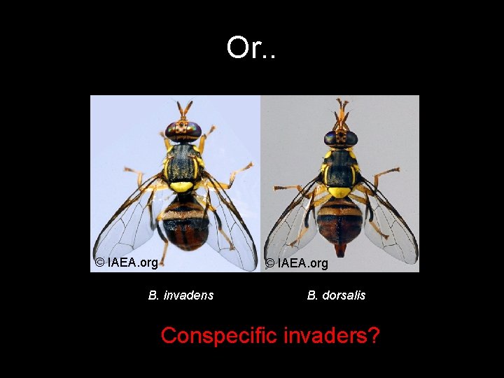 Or. . © IAEA. org B. invadens B. dorsalis Conspecific invaders? 