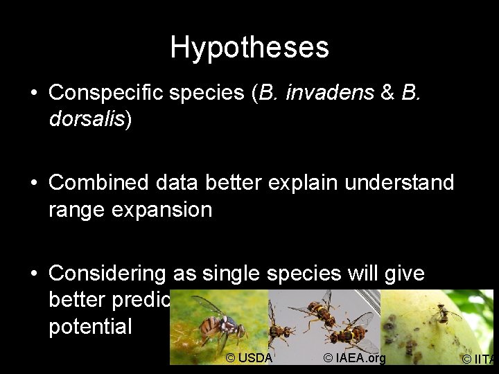 Hypotheses • Conspecific species (B. invadens & B. dorsalis) • Combined data better explain
