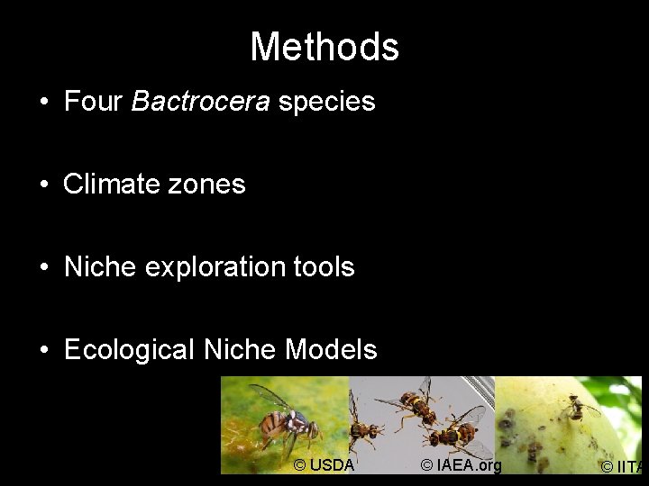 Methods • Four Bactrocera species • Climate zones • Niche exploration tools • Ecological