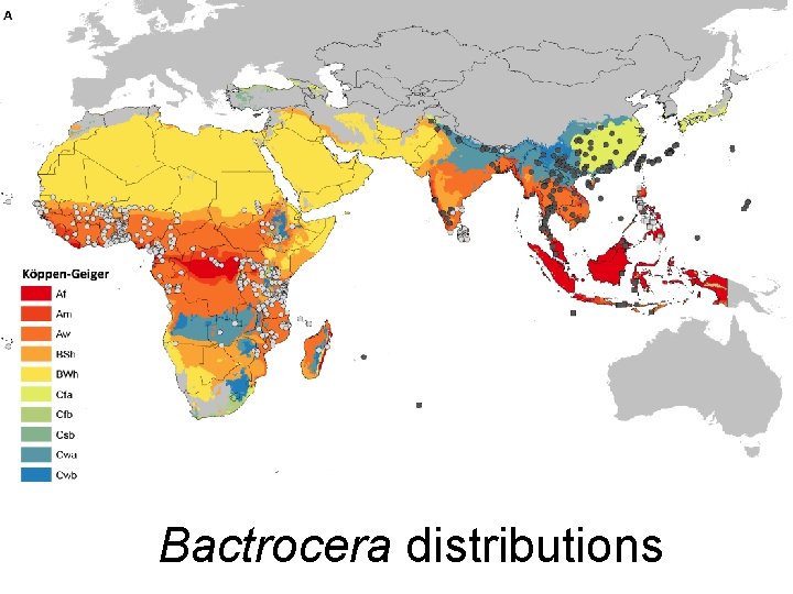Bactrocera distributions 