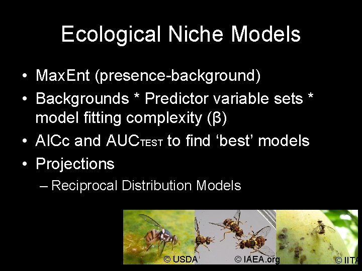 Ecological Niche Models • Max. Ent (presence-background) • Backgrounds * Predictor variable sets *