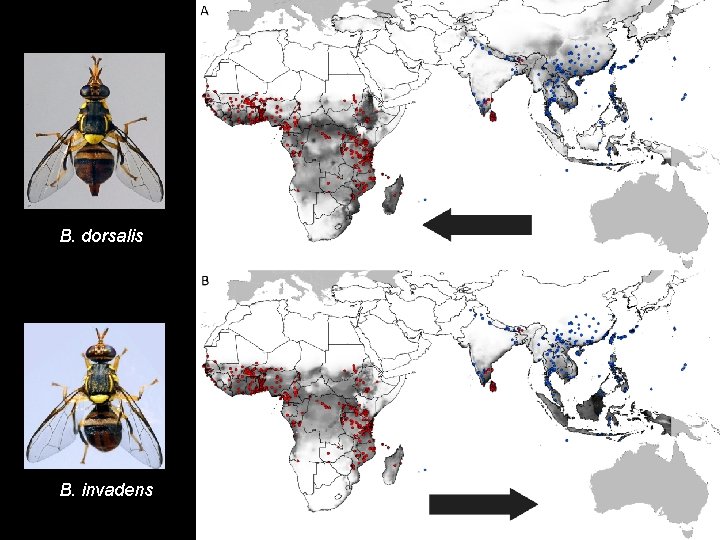B. dorsalis B. invadens 