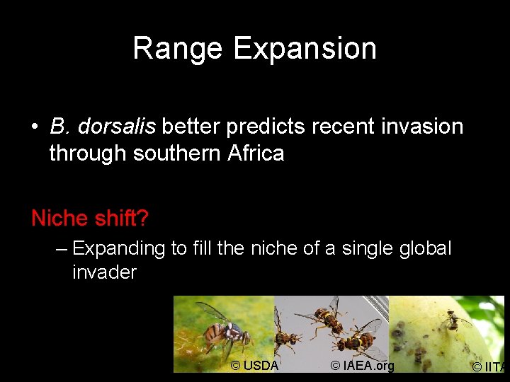 Range Expansion • B. dorsalis better predicts recent invasion through southern Africa Niche shift?