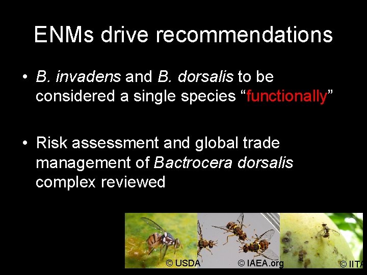 ENMs drive recommendations • B. invadens and B. dorsalis to be considered a single
