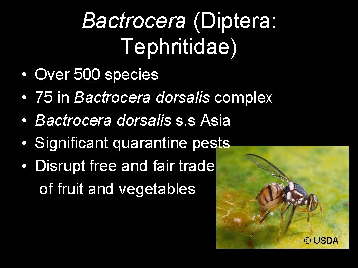 Bactrocera (Diptera: Tephritidae) • • • Over 500 species 75 in Bactrocera dorsalis complex