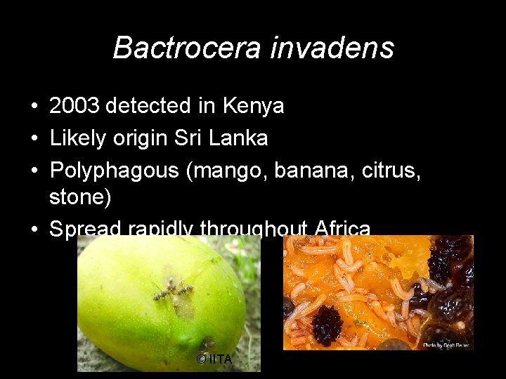 Bactrocera invadens • 2003 detected in Kenya • Likely origin Sri Lanka • Polyphagous