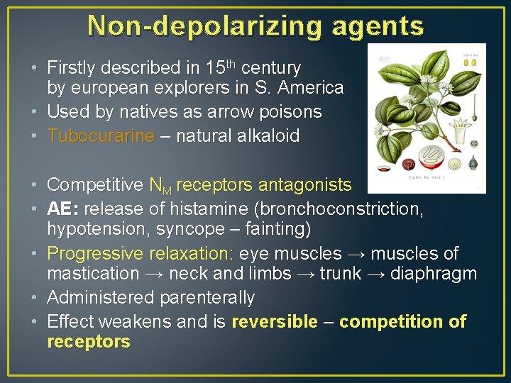 Non-depolarizing agents • Firstly described in 15 th century by european explorers in S.