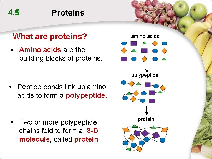 4. 5 Proteins What are proteins? amino acids • Amino acids are the building 4. 5 Proteins What are proteins? amino acids • Amino acids are the building