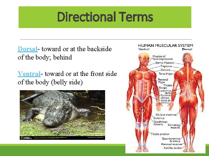 Directional Terms Dorsal- toward or at the backside of the body; behind Ventral- toward