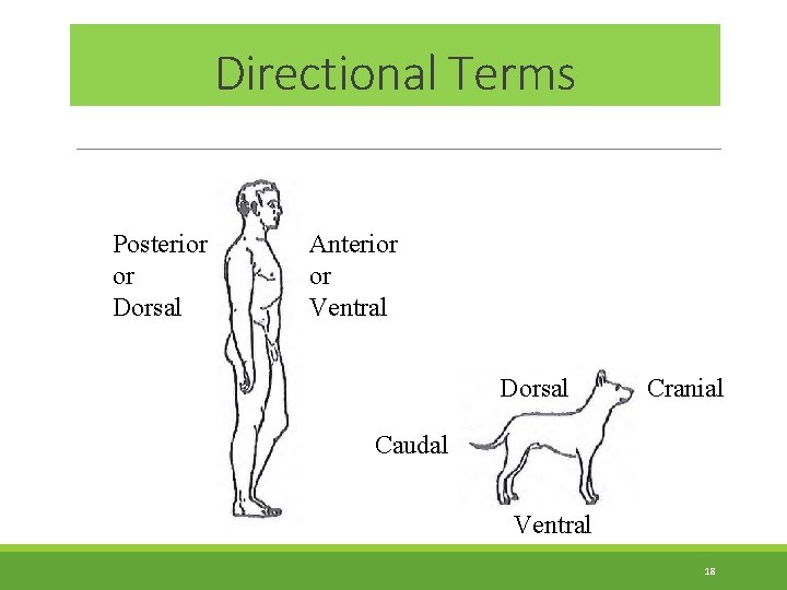 Directional Terms Posterior or Dorsal Anterior or Ventral Dorsal Cranial Caudal Ventral 18 