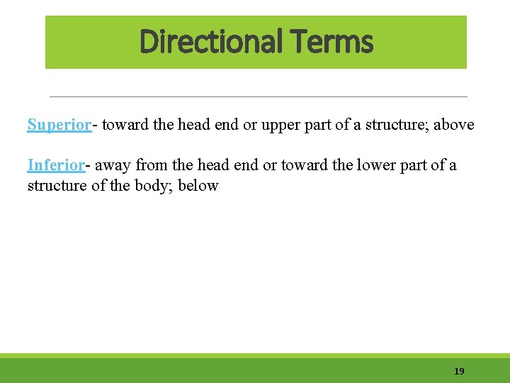 Directional Terms Superior- toward the head end or upper part of a structure; above