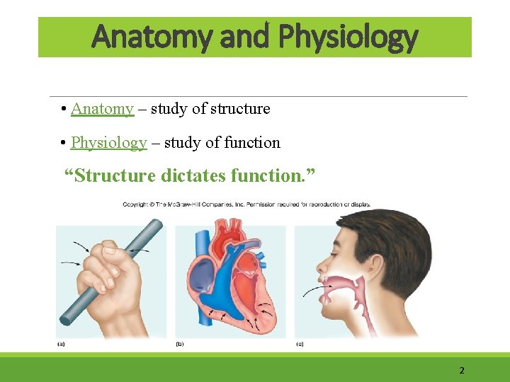 Anatomy and Physiology • Anatomy – study of structure • Physiology – study of