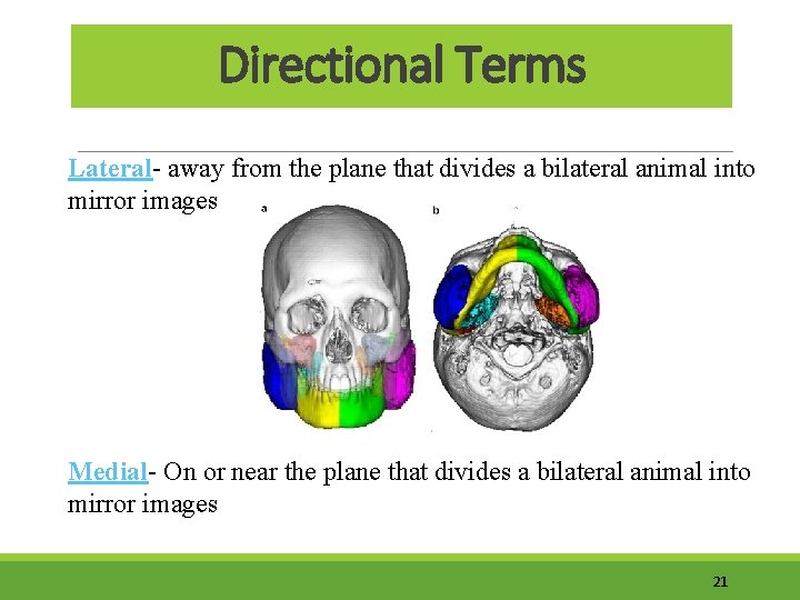 Directional Terms Lateral- away from the plane that divides a bilateral animal into mirror