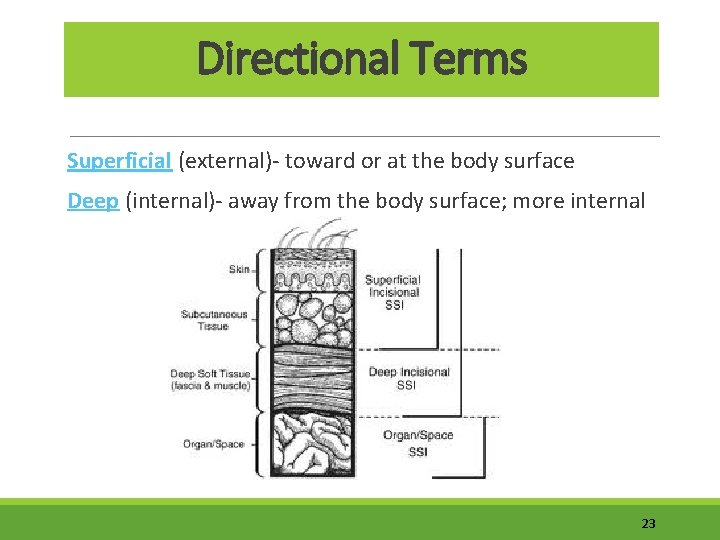 Directional Terms Superficial (external)- toward or at the body surface Deep (internal)- away from