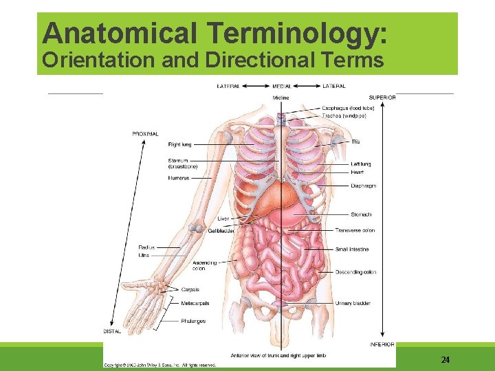 Anatomical Terminology: Orientation and Directional Terms 24 
