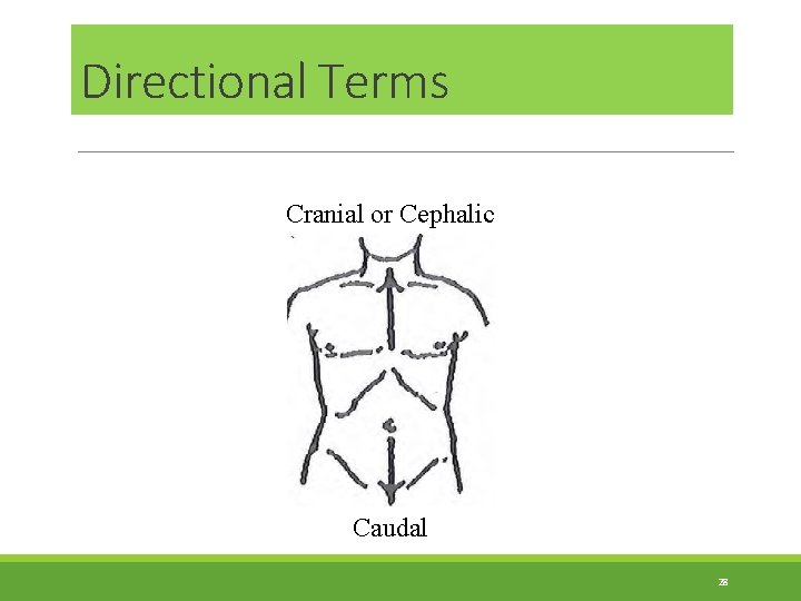 Directional Terms Cranial or Cephalic Caudal 28 