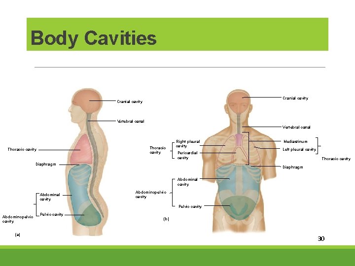 Body Cavities Cranial cavity Vertebral canal Thoracic cavity Right pleural cavity Pericardial cavity Diaphragm