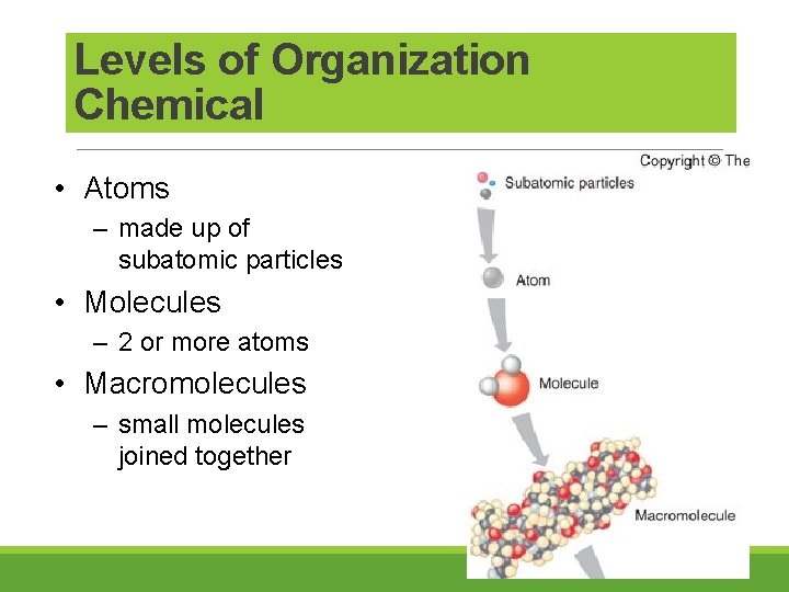Levels of Organization Chemical • Atoms – made up of subatomic particles • Molecules