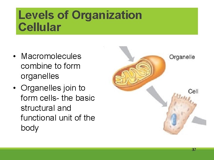 Levels of Organization Cellular • Macromolecules combine to form organelles • Organelles join to