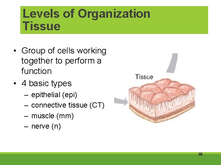 Levels of Organization Tissue • Group of cells working together to perform a function