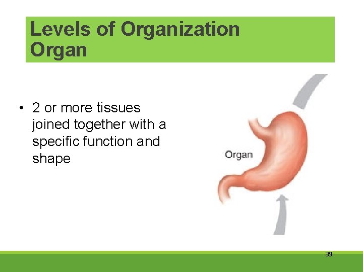 Levels of Organization Organ • 2 or more tissues joined together with a specific