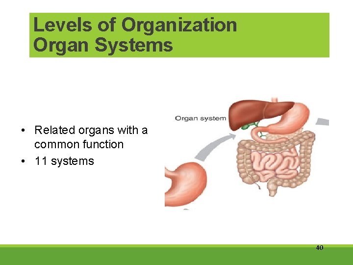 Levels of Organization Organ Systems • Related organs with a common function • 11