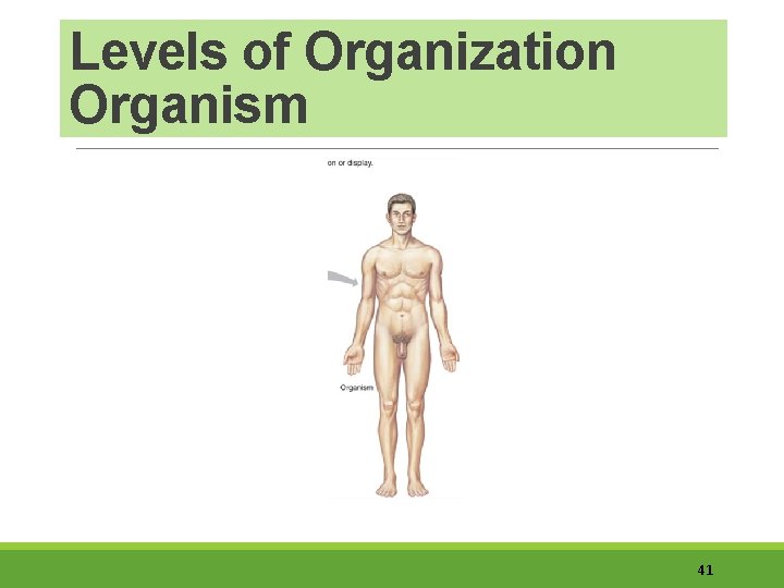 Levels of Organization Organism 41 