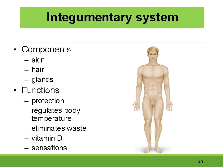Integumentary system • Components – skin – hair – glands • Functions – protection