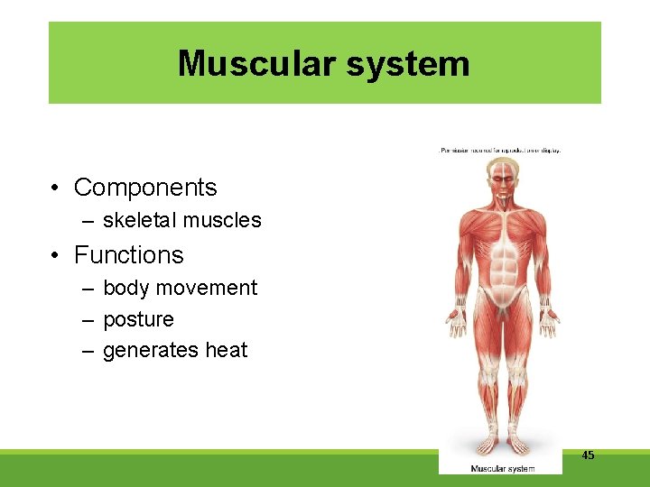 Muscular system • Components – skeletal muscles • Functions – body movement – posture
