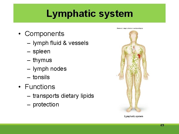 Lymphatic system • Components – – – lymph fluid & vessels spleen thymus lymph