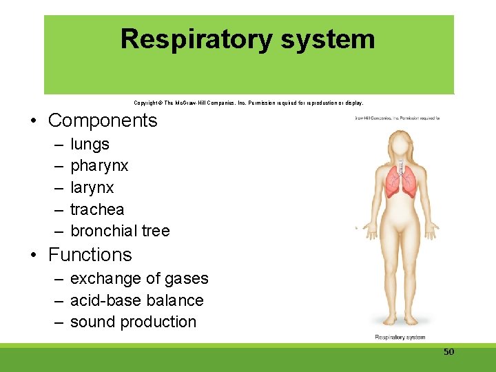 Respiratory system Copyright © The Mc. Graw-Hill Companies, Inc. Permission required for reproduction or