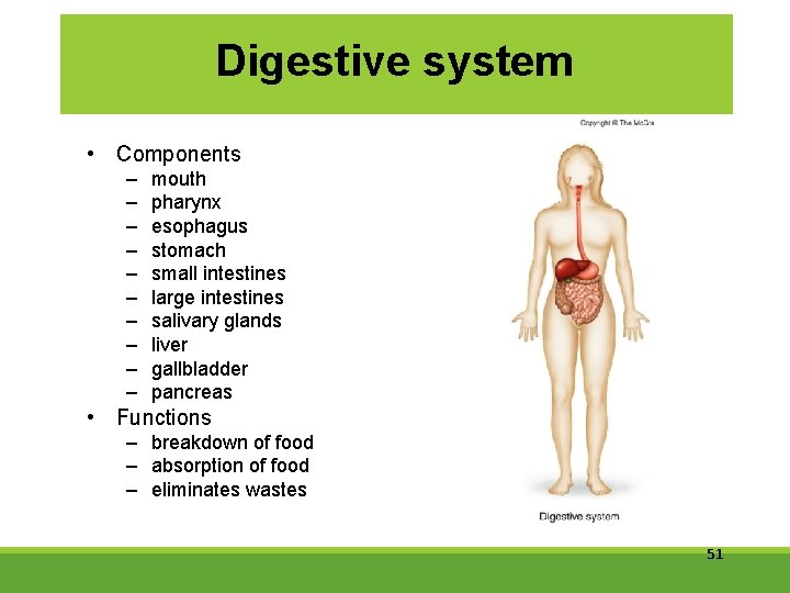 Digestive system • Components – – – – – mouth pharynx esophagus stomach small