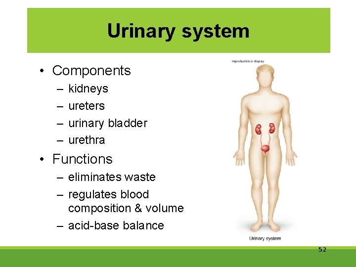 Urinary system • Components – – kidneys ureters urinary bladder urethra • Functions –