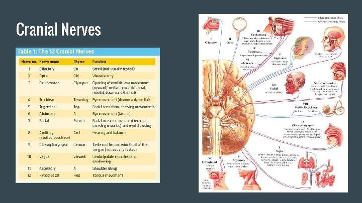 Cranial Nerves 