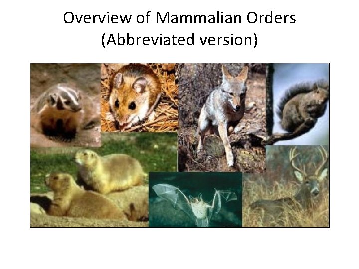 Overview of Mammalian Orders (Abbreviated version) 