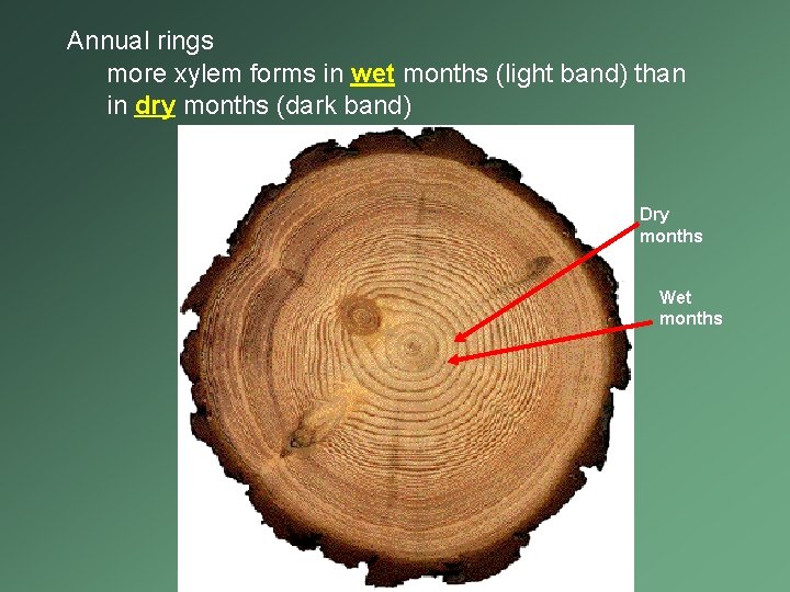 Annual rings more xylem forms in wet months (light band) than in dry months