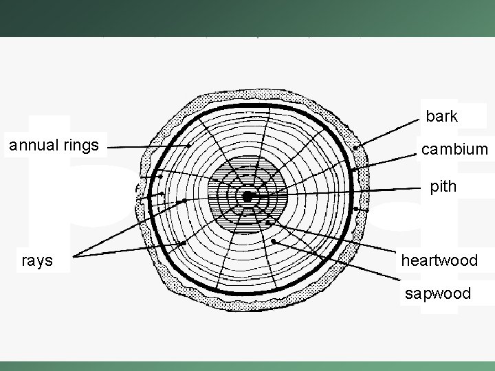 bark annual rings cambium pith rays heartwood sapwood 