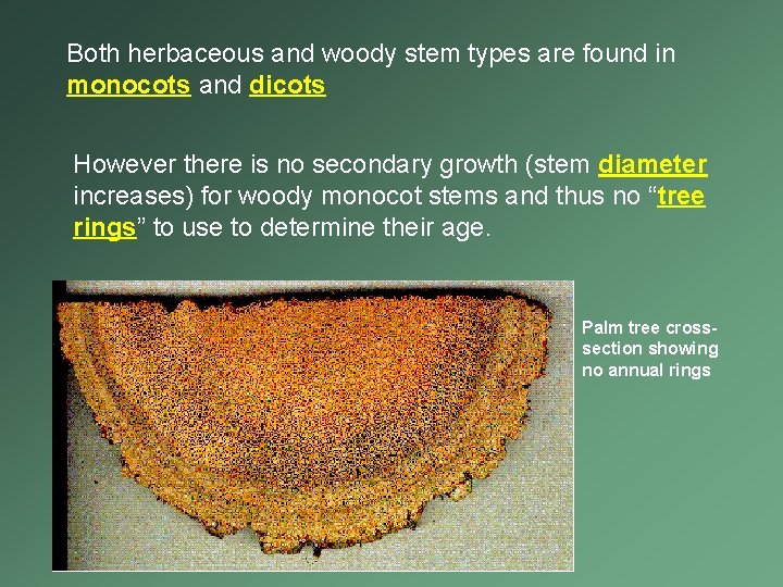 Both herbaceous and woody stem types are found in monocots and dicots However there