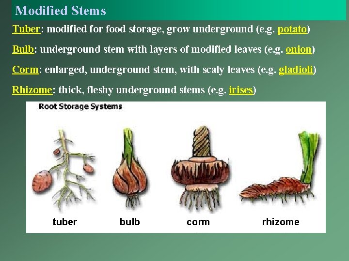 Modified Stems Tuber: modified for food storage, grow underground (e. g. potato) Bulb: underground