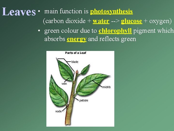 Leaves • main function is photosynthesis (carbon dioxide + water --> glucose + oxygen)