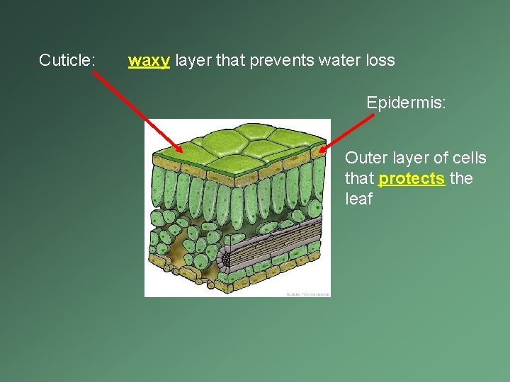 Cuticle: waxy layer that prevents water loss Epidermis: Outer layer of cells that protects