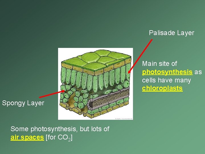 Palisade Layer Main site of photosynthesis as cells have many chloroplasts Spongy Layer Some